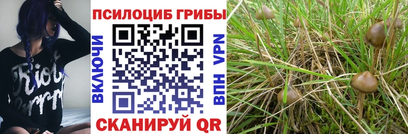 blacksprut зеркало  закладка  Выборг  Галлюциногенные грибы Cubensis 